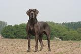 DOGUE ALLEMAND 456